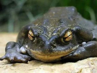 На Гран-Канария арестована женщина, практиковавшая "шаманские" ритуалы