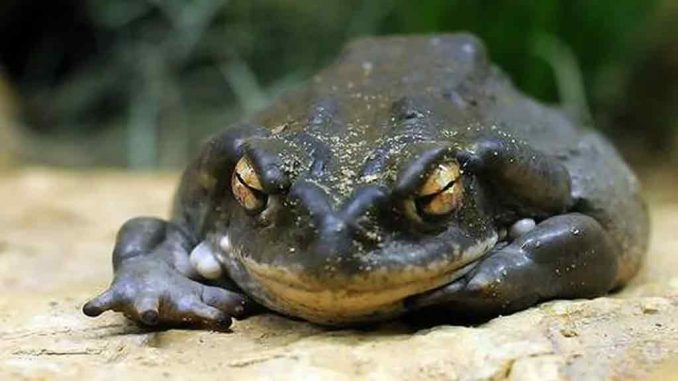 На Гран-Канария арестована женщина, практиковавшая "шаманские" ритуалы