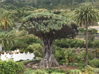 Небольшое землетрясение зафиксировано на северо-западе острова Тенерифе
