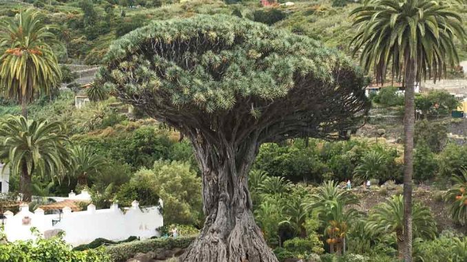 Небольшое землетрясение зафиксировано на северо-западе острова Тенерифе Небольшое землетрясение зафиксировано на северо-западе острова Тенерифе