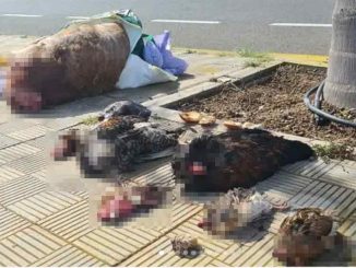 Обезглавленные животные на улицах столицы Тенерифе: колдовство или варварство?