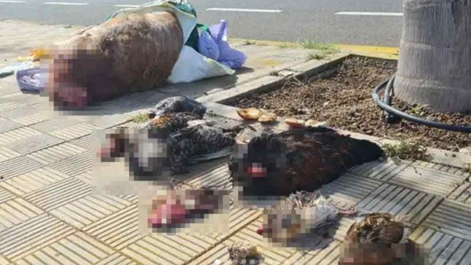 Обезглавленные животные на улицах столицы Тенерифе: колдовство или варварство? Обезглавленные животные на улицах столицы Тенерифе: колдовство или варварство?