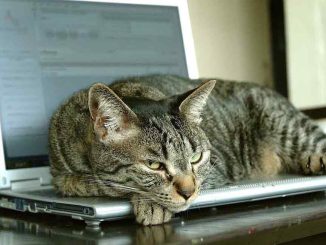 Предприниматели Тенерифе предупреждают: строительство на острове скоро остановится