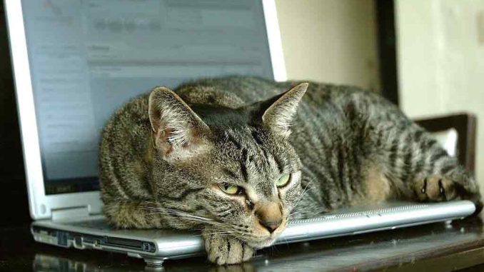 Предприниматели Тенерифе предупреждают: строительство на острове скоро остановится Предприниматели Тенерифе предупреждают: строительство на острове скоро остановится