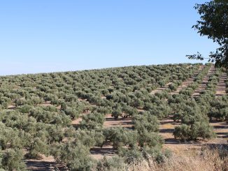 Сельское хозяйство Испании переживает одну из самых сильных засух в истории