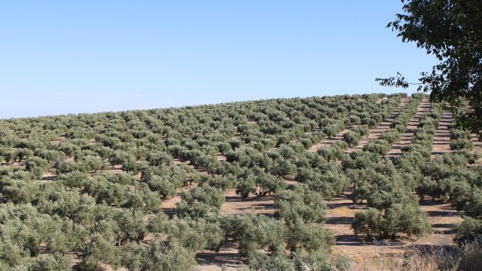 Сельское хозяйство Испании переживает одну из самых сильных засух в истории Сельское хозяйство Испании переживает одну из самых сильных засух в истории