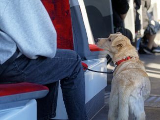 Свершилось: котики и собачки тоже смогут путешествовать на транспорте Тенерифе