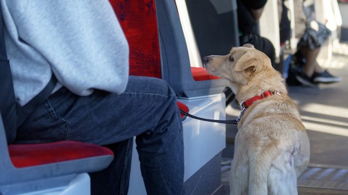 Свершилось: котики и собачки тоже смогут путешествовать на транспорте Тенерифе Свершилось: котики и собачки тоже смогут путешествовать на транспорте Тенерифе
