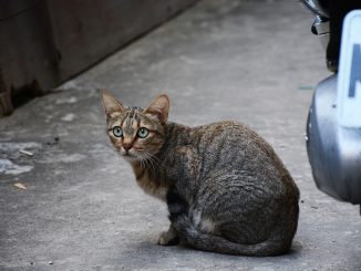 Испания: предвыборная гонка в разгаре, что только не наобещают - чтобы сразу забыть