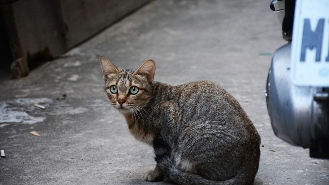 Испания: предвыборная гонка в разгаре, что только не наобещают - чтобы сразу забыть Испания: предвыборная гонка в разгаре, что только не наобещают - чтобы сразу забыть