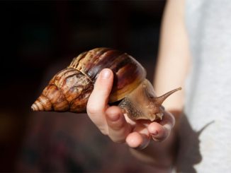 Новая беда для растительного мира острова Тенерифе: лучше не трогайте этих улиток