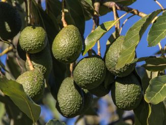 Цена авокадо на Канарских островах взлетела до небес: жители архипелага в недоумении