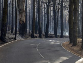 Правительство Испании объявило остров Тенерифе зоной катастрофы из-за пожара