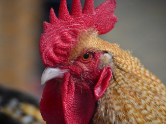 Грядёт смена времени на Канарских островах: надежда есть, что она будет последней