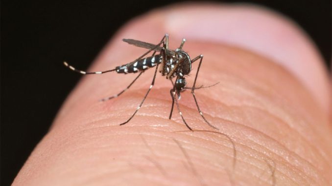 Пришли страсти-кусасти: на севере Тенерифе обнаружены тигровые комары Пришли страсти-кусасти: на севере Тенерифе обнаружены тигровые комары