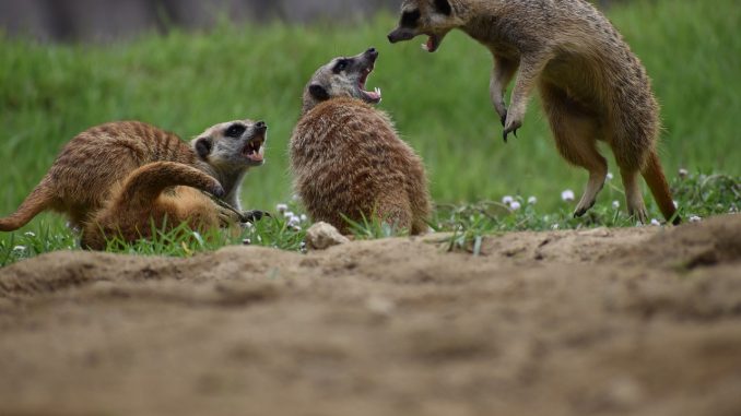 Бравые британцы с очередным скандалом на борту - так и не долетели до Тенерифе Бравые британцы с очередным скандалом на борту - так и не долетели до Тенерифе