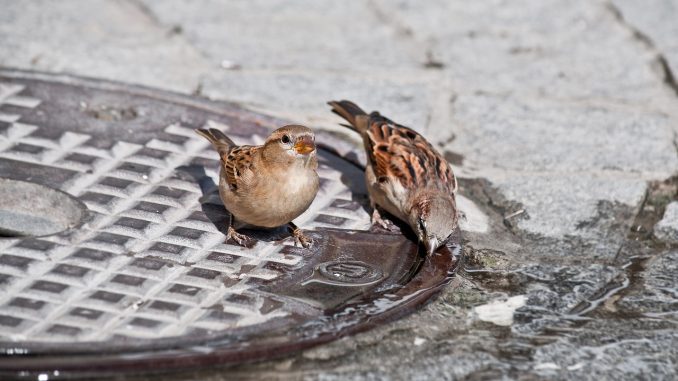 Жара на Канарских островах: согласно Aemet, до пятницы не на что и надеяться Жара на Канарских островах: согласно Aemet, до пятницы не на что и надеяться