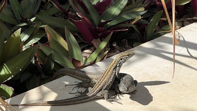 Жара на Канарских островах пока никуда не уходит, красное оповещение для Тенерифе Жара на Канарских островах пока никуда не уходит, красное оповещение для Тенерифе