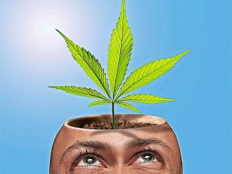 На юге Тенерифе арестованы за торговлю наркотиками в каннабис-клубах