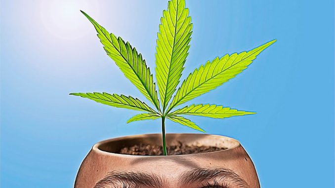 На юге Тенерифе арестованы за торговлю наркотиками в каннабис-клубах На юге Тенерифе арестованы за торговлю наркотиками в каннабис-клубах