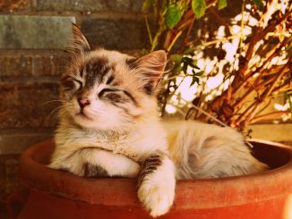 Aemet подтвердило приход "veranillo de San Martín" на Канарские острова. Будет жарко