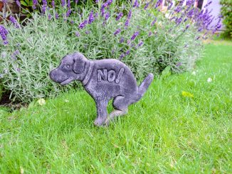 В Arona взялись за владельцев собак: большие штрафы за оставление экскрементов