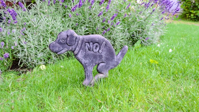 В Arona взялись за владельцев собак: большие штрафы за оставление экскрементов В Arona взялись за владельцев собак: большие штрафы за оставление экскрементов