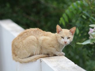 Закончилось зимнее лето? На Канарах ожидаются дожди и - калима