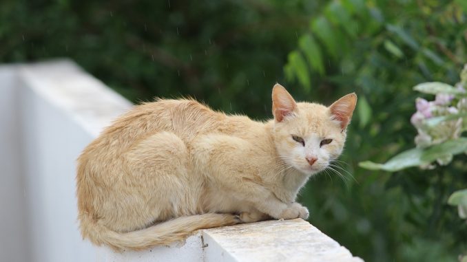 Закончилось зимнее лето? На Канарах ожидаются дожди и - калима Закончилось зимнее лето? На Канарах ожидаются дожди и - калима