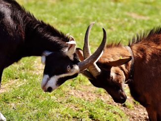 Самолёт летел, внутри летали бутылки: бравые шотландцы устроили бой в полёте