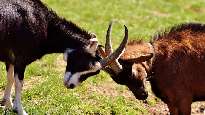 Самолёт летел, внутри летали бутылки: бравые шотландцы устроили бой в полёте