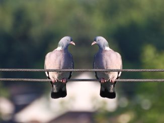 Тенерифе - покормили голубей, получили огромные штрафы