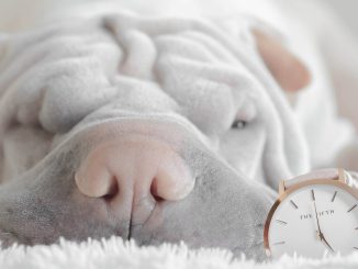 По утрам снова станет темно: перевод времени на Канарских островах