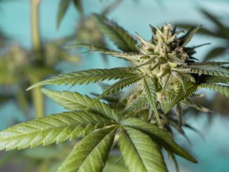 На востоке Тенерифе полиция обнаружила теплицу с 1500 кустов марихуаны