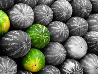 Пестициды в изобилии содержатся в дынях из Марокко, импортируемых в Испании