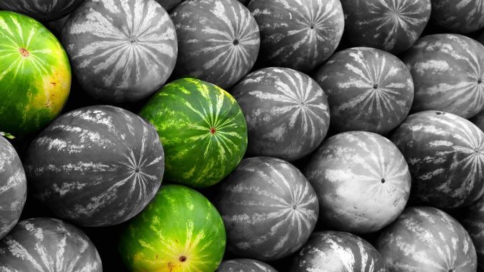 Пестициды в изобилии содержатся в дынях из Марокко, импортируемых в Испании Пестициды в изобилии содержатся в дынях из Марокко, импортируемых в Испании