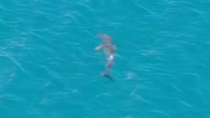 Трёхметровая акула никуда не делась - осталась у побережья Гран-Канария