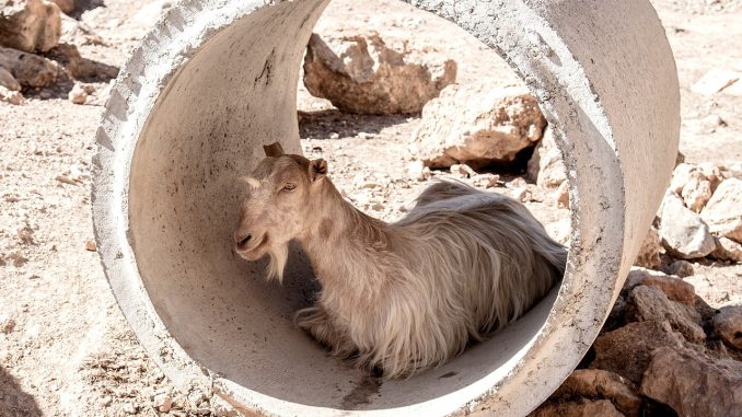 Aemet предупреждает о температуре до 37°C на Канарах. И калима...