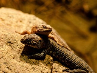 Погода на Канарских островах в последние дни июля