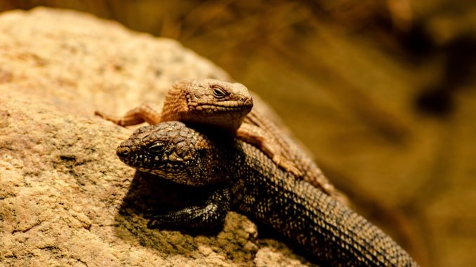 Погода на Канарских островах в последние дни июля Погода на Канарских островах в последние дни июля