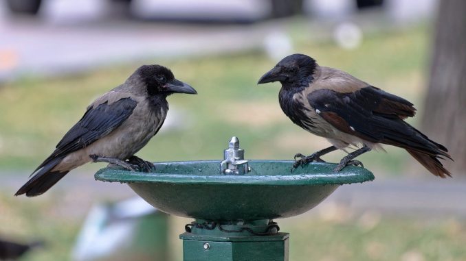 На Канарские острова нахлынула новая волна жары, есть "situación de prealerta"