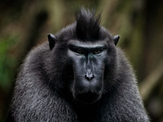 В Испании хотят вакцинировать от обезьяньей оспы входящих в группы риска