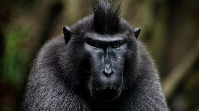 В Испании хотят вакцинировать от обезьяньей оспы входящих в группы риска В Испании хотят вакцинировать от обезьяньей оспы входящих в группы риска