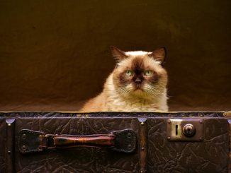 Правительство Канар "дарит" проблему туристической аренды муниципалитетам