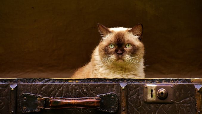 Правительство Канар "дарит" проблему туристической аренды муниципалитетам Правительство Канар "дарит" проблему туристической аренды муниципалитетам