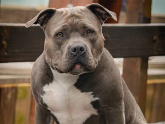 Канары: покусала собака, крупный штраф будет оплачивать её хозяин