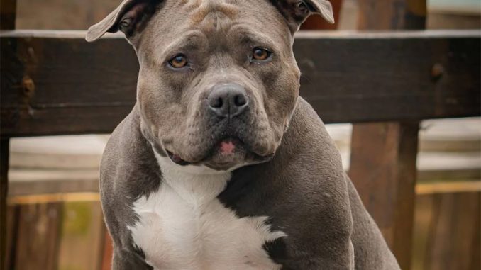 Канары: покусала собака, крупный штраф будет оплачивать её хозяин