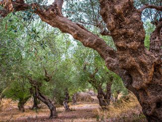 Резко упала цена на оливковое масло в местах его производства