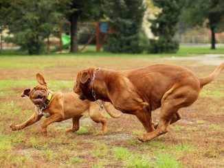 Водительские права в Испании и ЕС: что изменится в ближайшее время