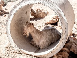 На Канарах предупреждения по жаре и возможности лесных пожаров